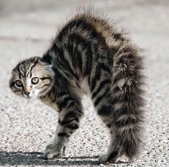 Scared Kitty with Raised Back