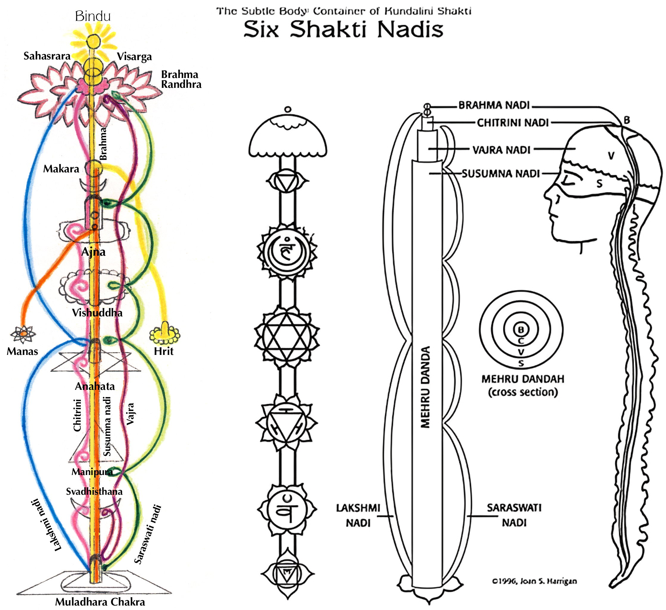 Six Shakti Nadis, Chraksa System, Sushumna, Kundalini Yoga & Chakras